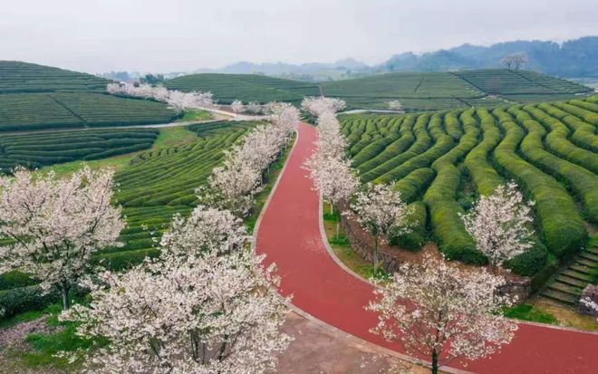 茶史篇 回望中国茶叶100年（完整版）(图14)