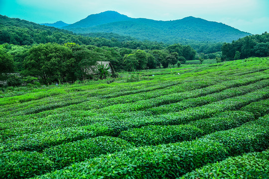 “向往的茶”亮相茶博会(图1)