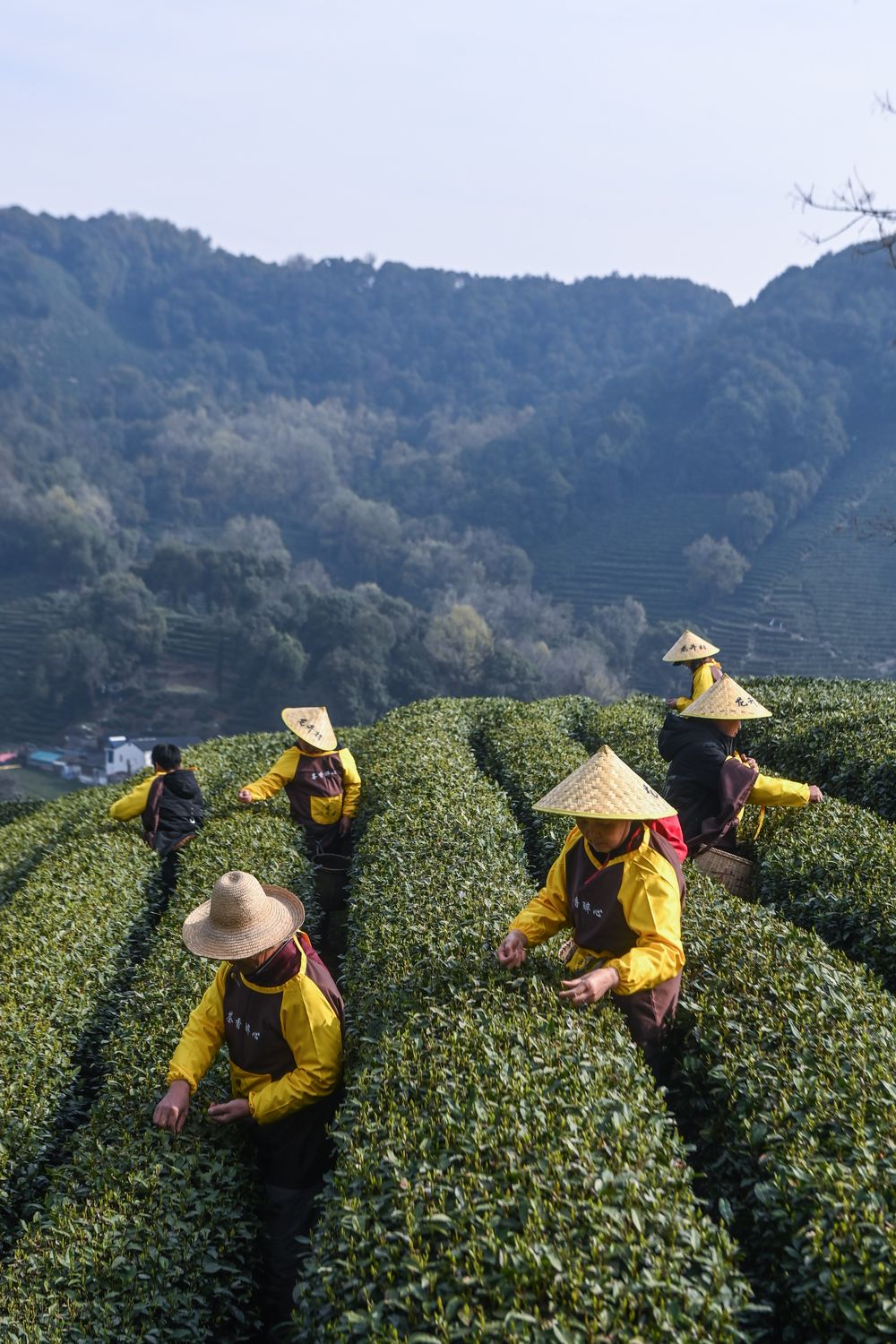 能介绍下茶叶吗？白茶、绿茶、黄乌龙红黑茶