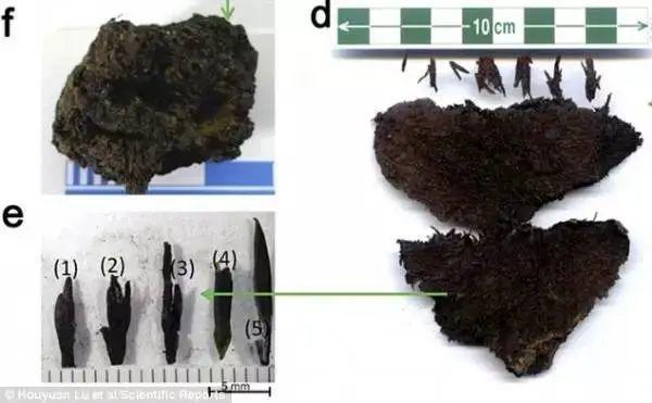 汉景帝墓出土世界最古老茶叶距今2150年