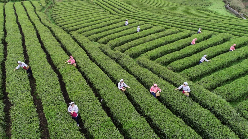 海峡两岸美人茶大会福建大田举行 两岸茶农茶商共叙茶缘(图1)