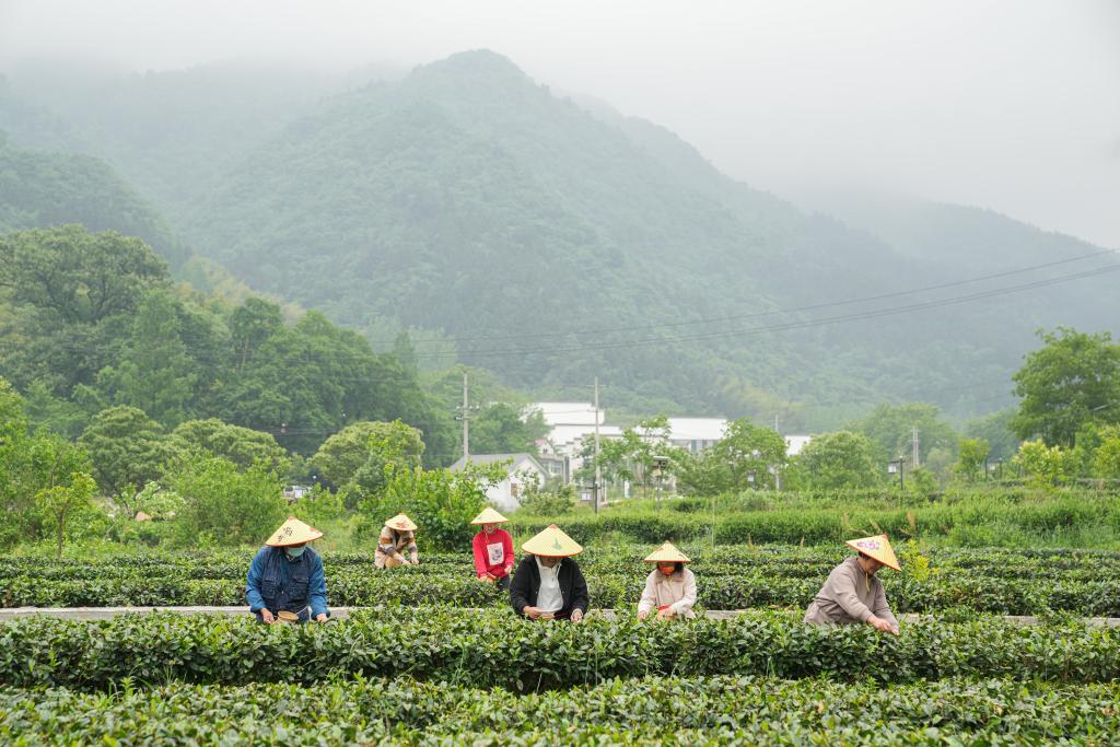 2019临沧“天下茶尊”茶叶节(图1)