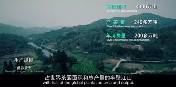 茶源于中国香飘世界(图2)