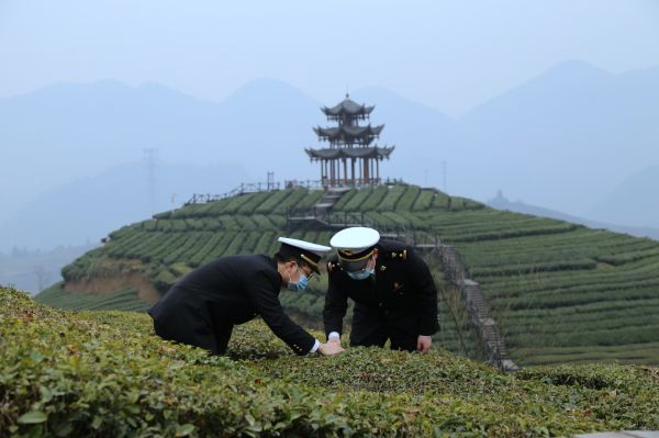 茶叶飘香 村民共富(图1)