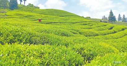 茶叶_植物通