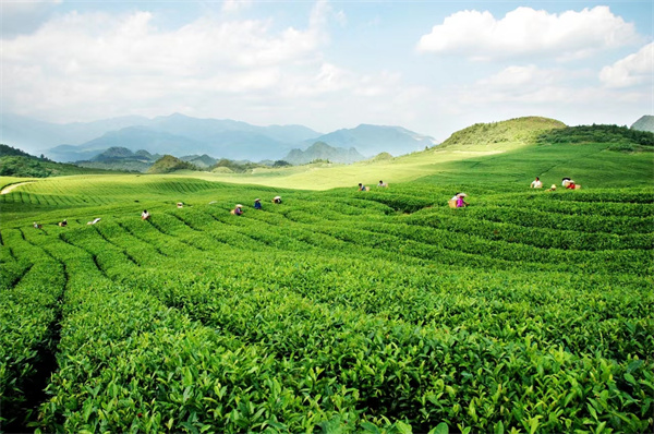 国饮川茶·网通全球｜“茶业电商直播基地”