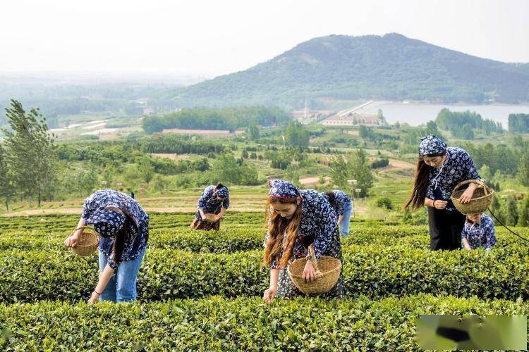 jbo竞博新春观察丨浓茶香里品年味诸城茶叶销售爆(图4)