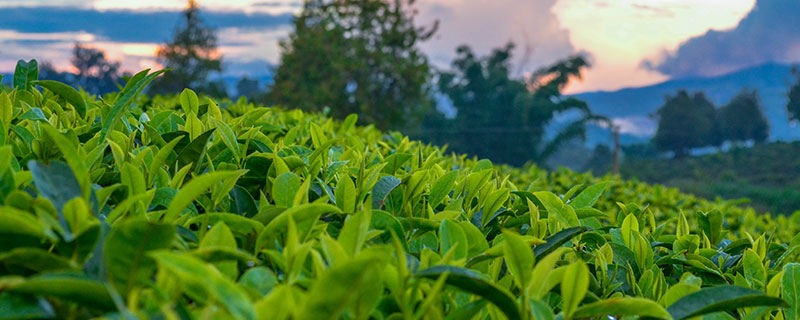 茶的品种 茶的品种有哪些(图1)