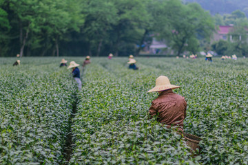 茶叶十大品牌茶叶哪个好？中国十大名茶排行