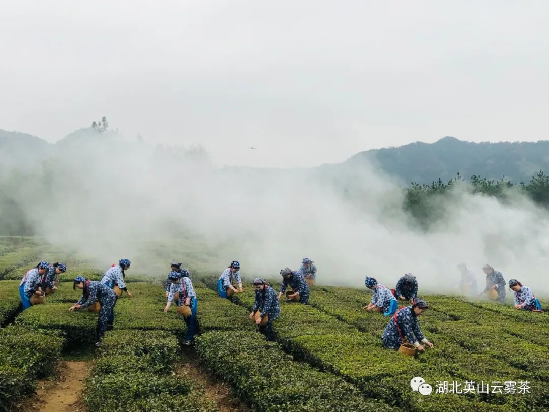 竹叶青茶叶品牌年度整合传播的的策划案（附下载）(图1)