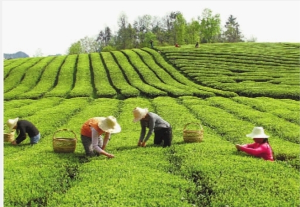 保靖黄金茶产业高质量发展暨茶企茶商大会召