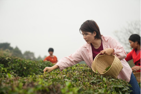 兴业好茶玉林味道(图3)