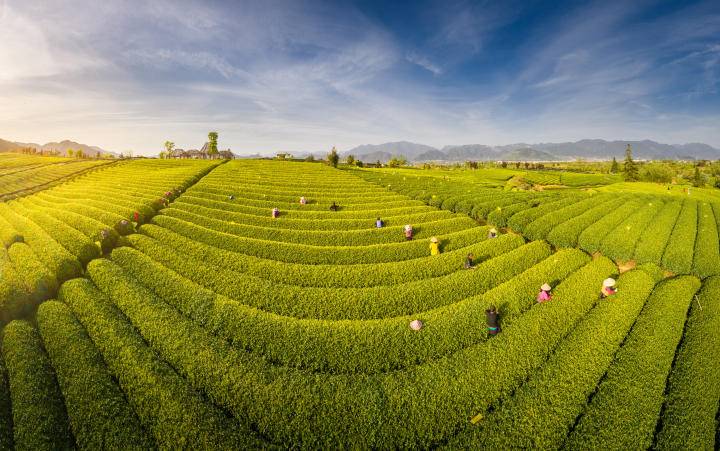 头茬龙井 春分开采(图1)