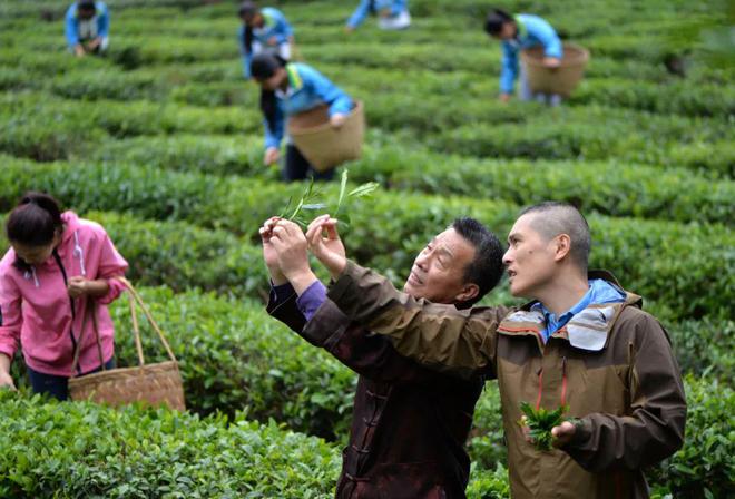 向世界敬一杯“武夷茶”汉学家赞称茶是中华文明的圣物(图5)