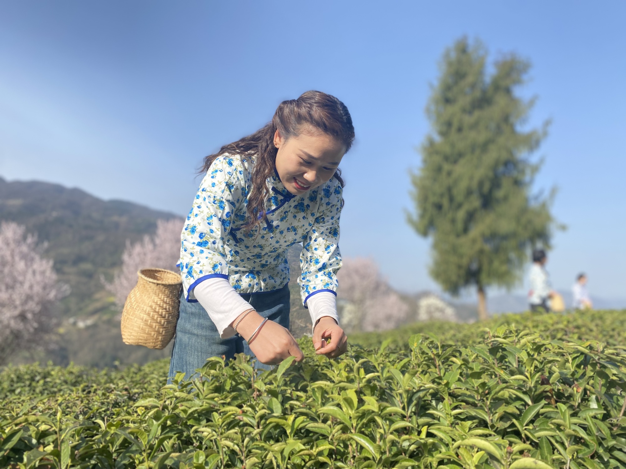 陕西26万亩春茶陆续开采 “春之茶”系列