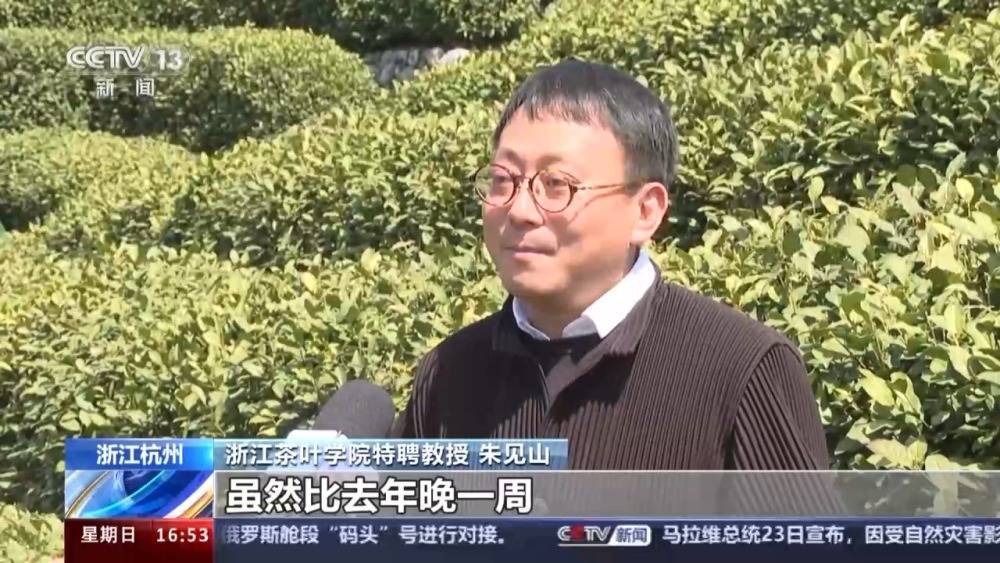 jbo竞博春暖茶香 全国多个茶叶主产区进入采摘期(图1)