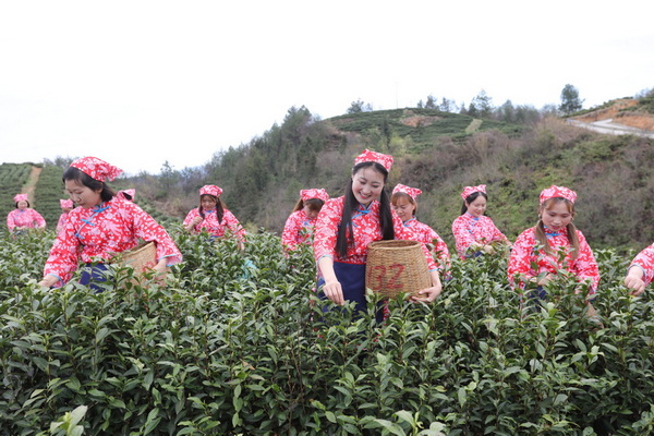 以茶為媒 文旅共富 四川萬源吹響茶葉產業升級號角(图4)