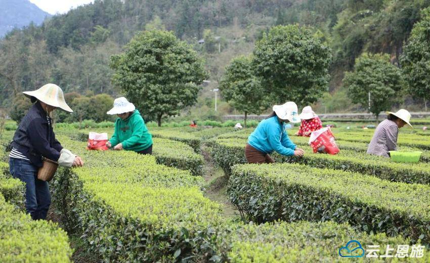 宣恩珠山：春jbo竞博茶“产销两旺”