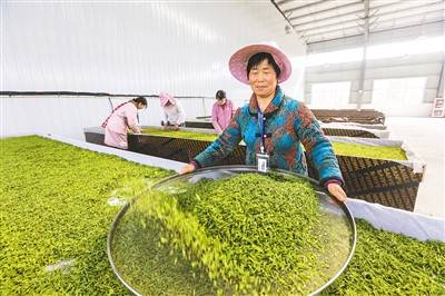 春茶正飘香_人民_茶叶_图片