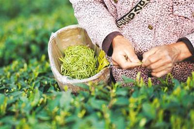 春茶正飘香_人民_茶叶_图片(图5)