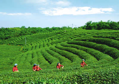 一缕茶香引领致富路