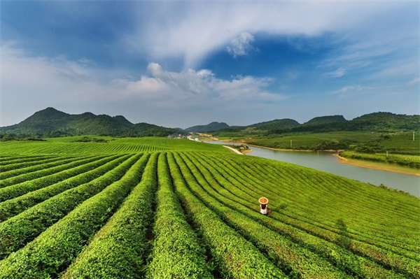 十大名茶、十大名酒、烟排行榜！你认识几个