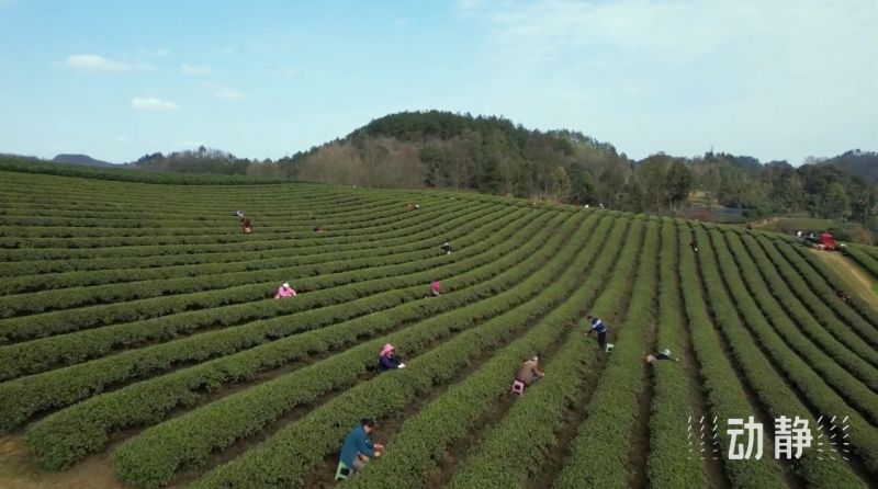 茶山上“新”丨跨界拼配 喝出茶“新”味