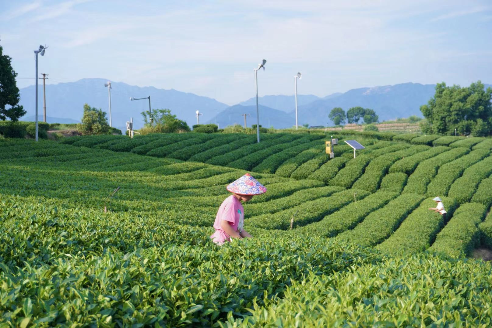 从茶“叶”到茶“业” 探寻点头镇白茶产业