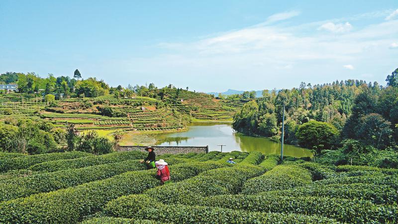 茶叶“炒上天”：一饼可以买一辆宝马一提可