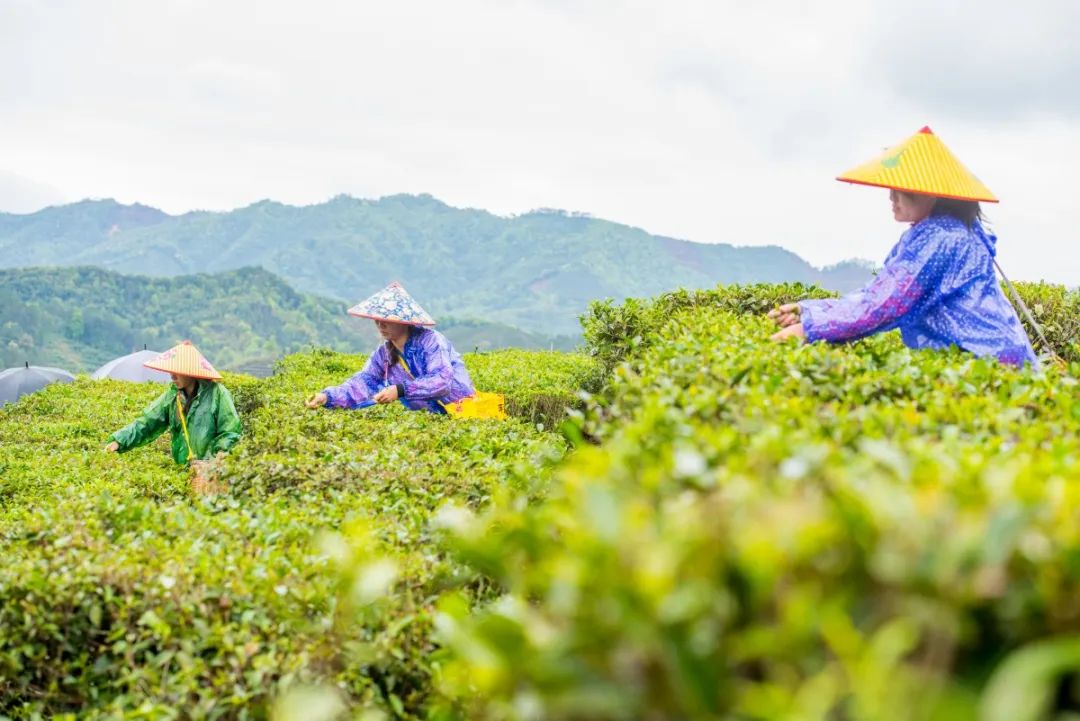 港股异动 澜沧古茶(06911)涨超16% 股价创历史新高 为我国第三大普洱茶公司(图1)