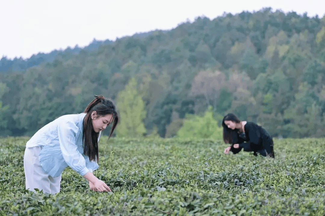 jbo竞博app官网乌蒙绿浪涌 深山茶韵新 毕节市茶产业发展综述(图5)