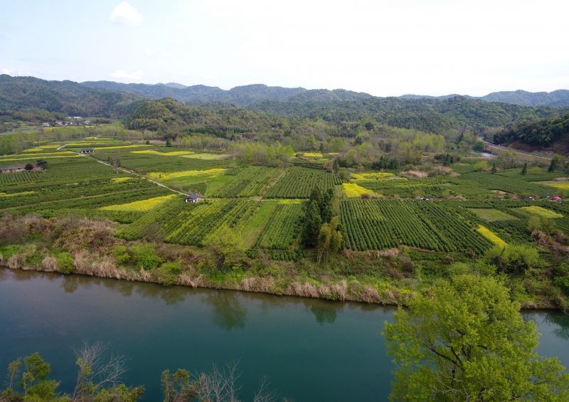 青岛崂山农业农村局严把茶叶质量关