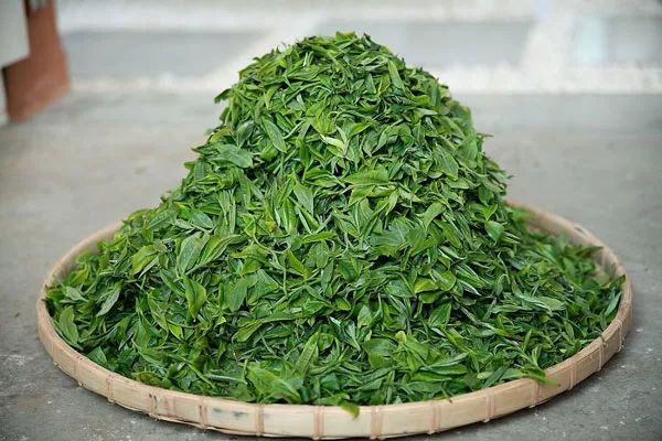 茶叶的功效与作用茶叶的副作用-药效-用法