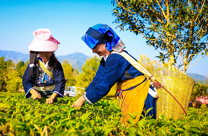 春未到茶已至 云南江城早春茶抢“鲜”开采