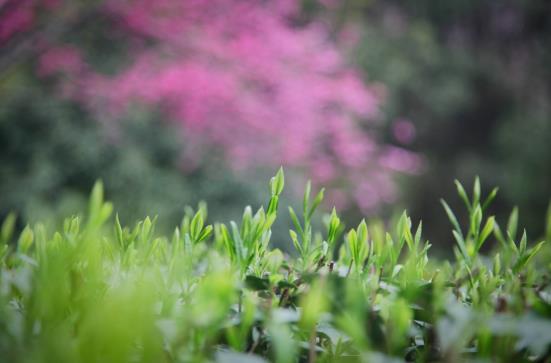 各地春茶上市观察：小叶子大产业茶文章处处芳(图5)