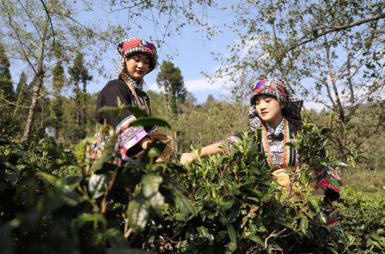 各地春茶上市观察：小叶子大产业茶文章处处芳(图6)