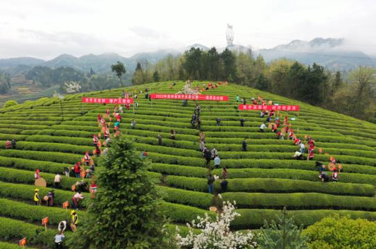 各地春茶上市观察：小叶子大产业茶文章处处芳(图8)