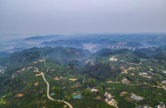 各地春茶上市观察：小叶子大产业茶文章处处芳(图11)