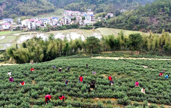 各地春茶上市观察：小叶子大产业茶文章处处芳(图10)