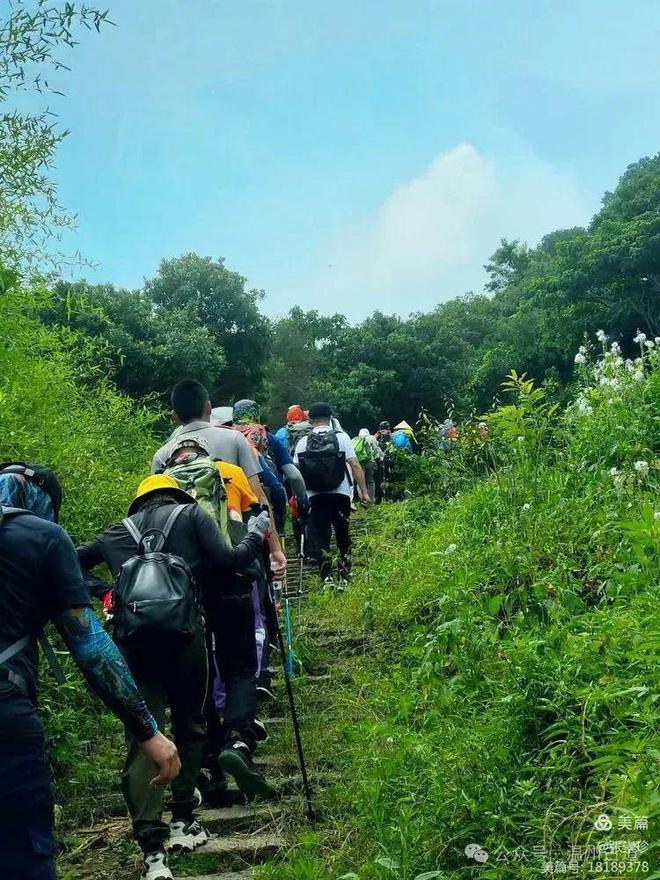 五一去哪里？大罗山这条采茶叶摘野果挖野菜的线路你喜欢吗？(图1)