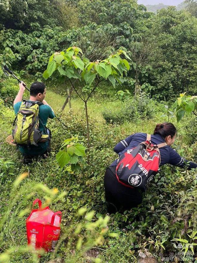 五一去哪里？大罗山这条采茶叶摘野果挖野菜的线路你喜欢吗？(图22)