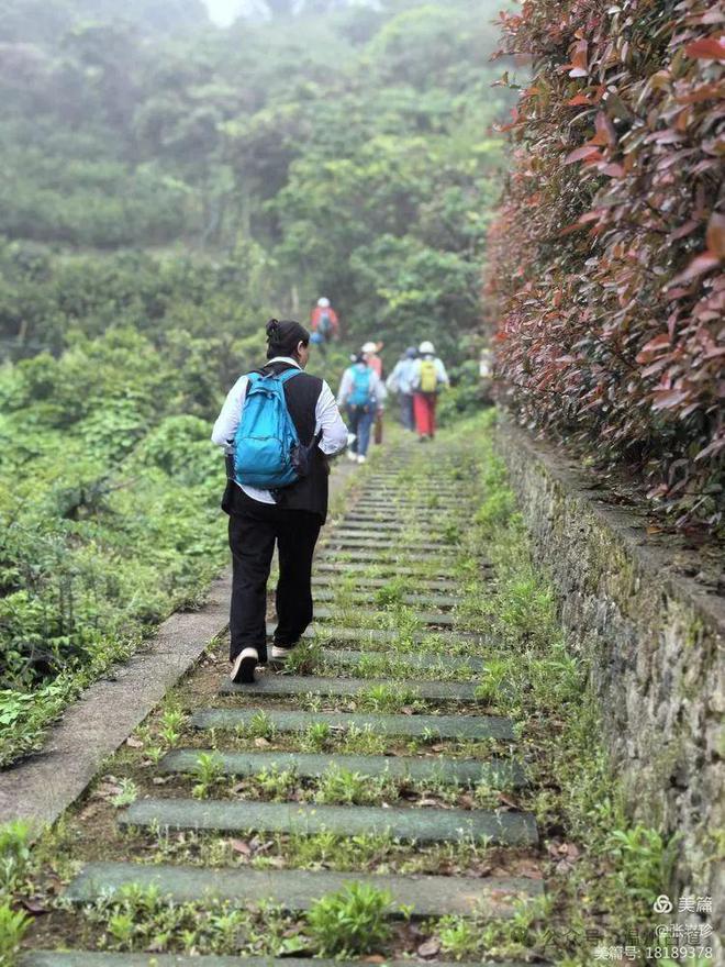 五一去哪里？大罗山这条采茶叶摘野果挖野菜的线路你喜欢吗？(图36)