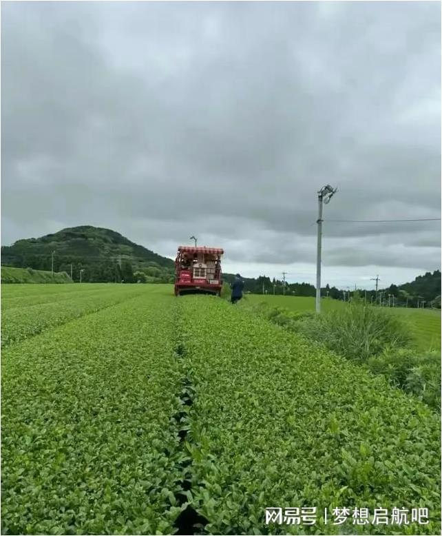 出事了农夫山泉董事长钟睒睒雨中奔赴日本挑选出的顶级茶叶？(图1)